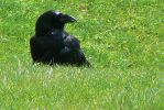 PICTURES/Tower of London/t_Tower Raven3.JPG